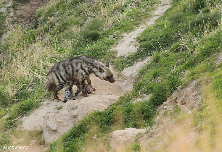  Striped Hyena  Hyaena  hyaena   Golan heights 03-01-13 Lior kislev